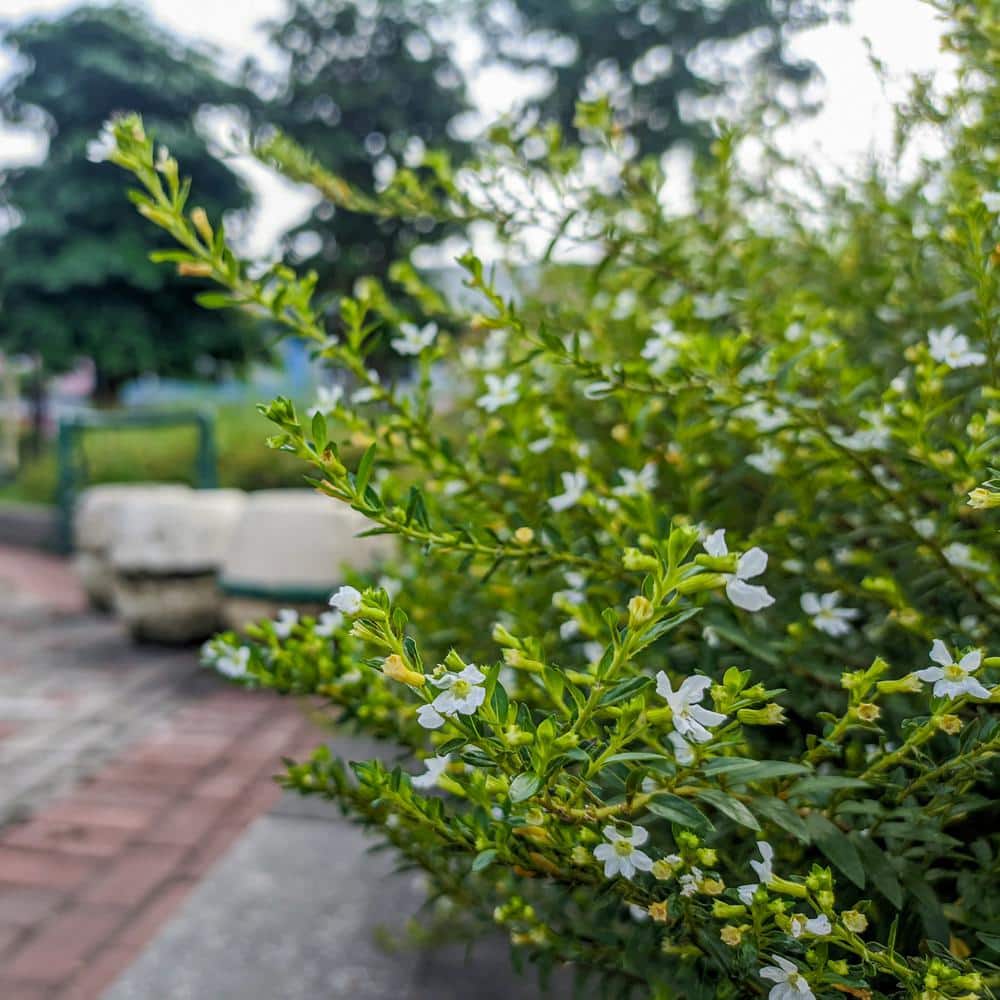 2.5 in. Cuphea Enchantia White Perennial Plant with White Flowers (3-Pack) - Hercitys