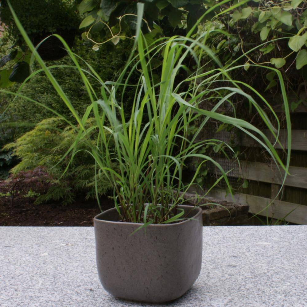 4.5 in. Qt. Proven Selections Lemony Snicket Lemongrass (Cymbopogon Citratus) Live Annual Plant with Green Foliage - Hercitys
