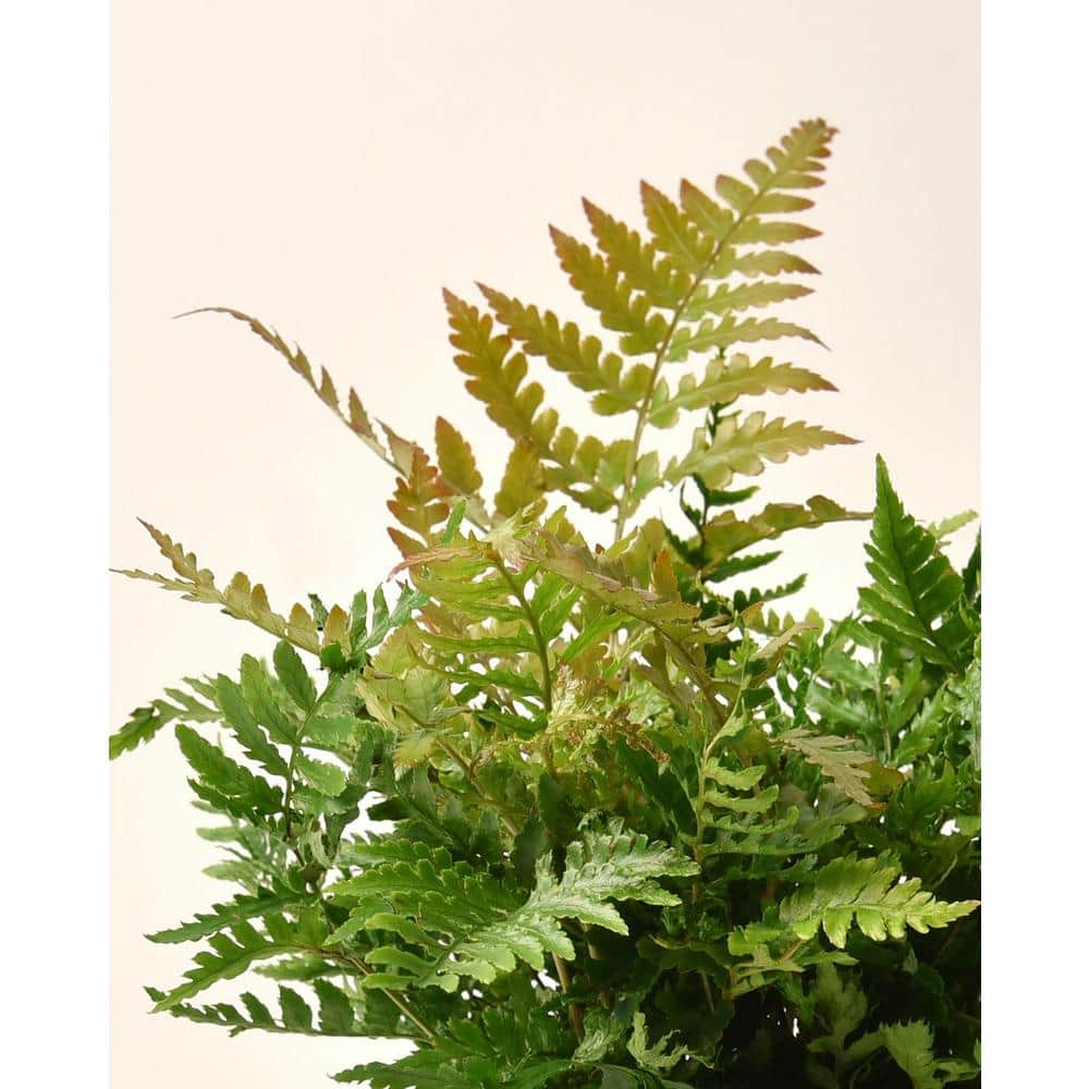 1 gal. Autumn Fern Plant - Hercitys