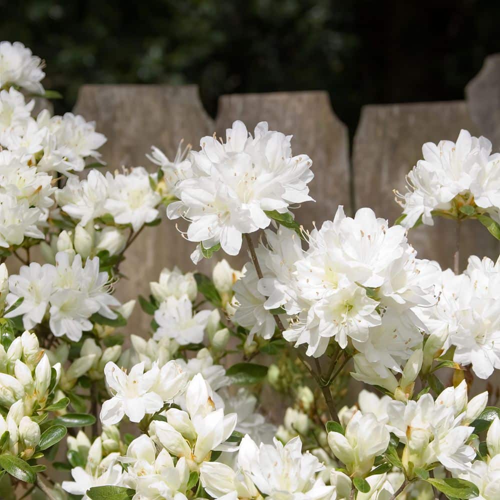 2.5 Quart Azalea ‘Deleware Valley White’ Flowering Shrub with White Flowers - Hercitys