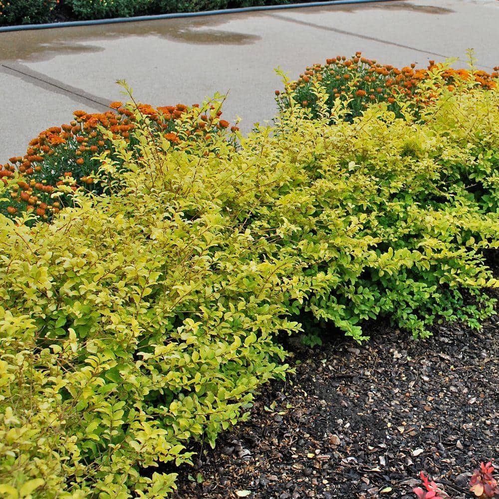 2 Gal. Sunshine Ligustrum, Evergreen Shrub, Bright Golden-Yellow Foliage - Hercitys