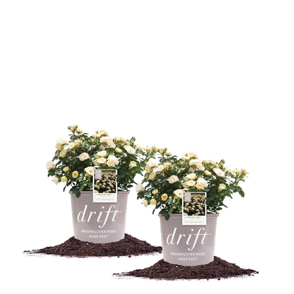 1 Gal. Popcorn Drift Rose Bush with Soft Yellow Flowers (2-Pack) - Hercitys