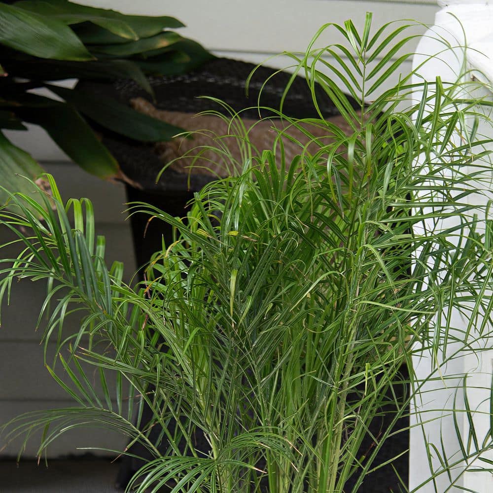 2 Gal. Robellini Palm Tree - Hercitys