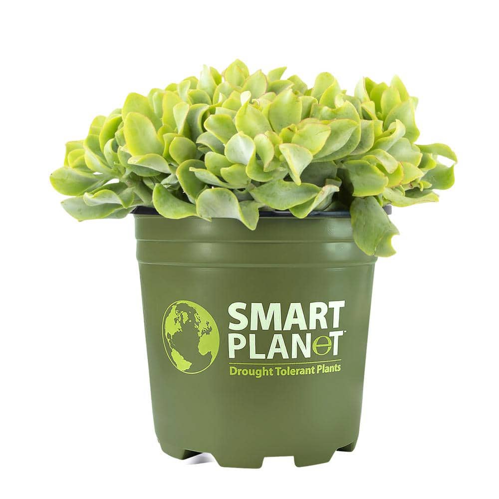 1G Crassula Ripple Jade Tm – Single - Hercitys