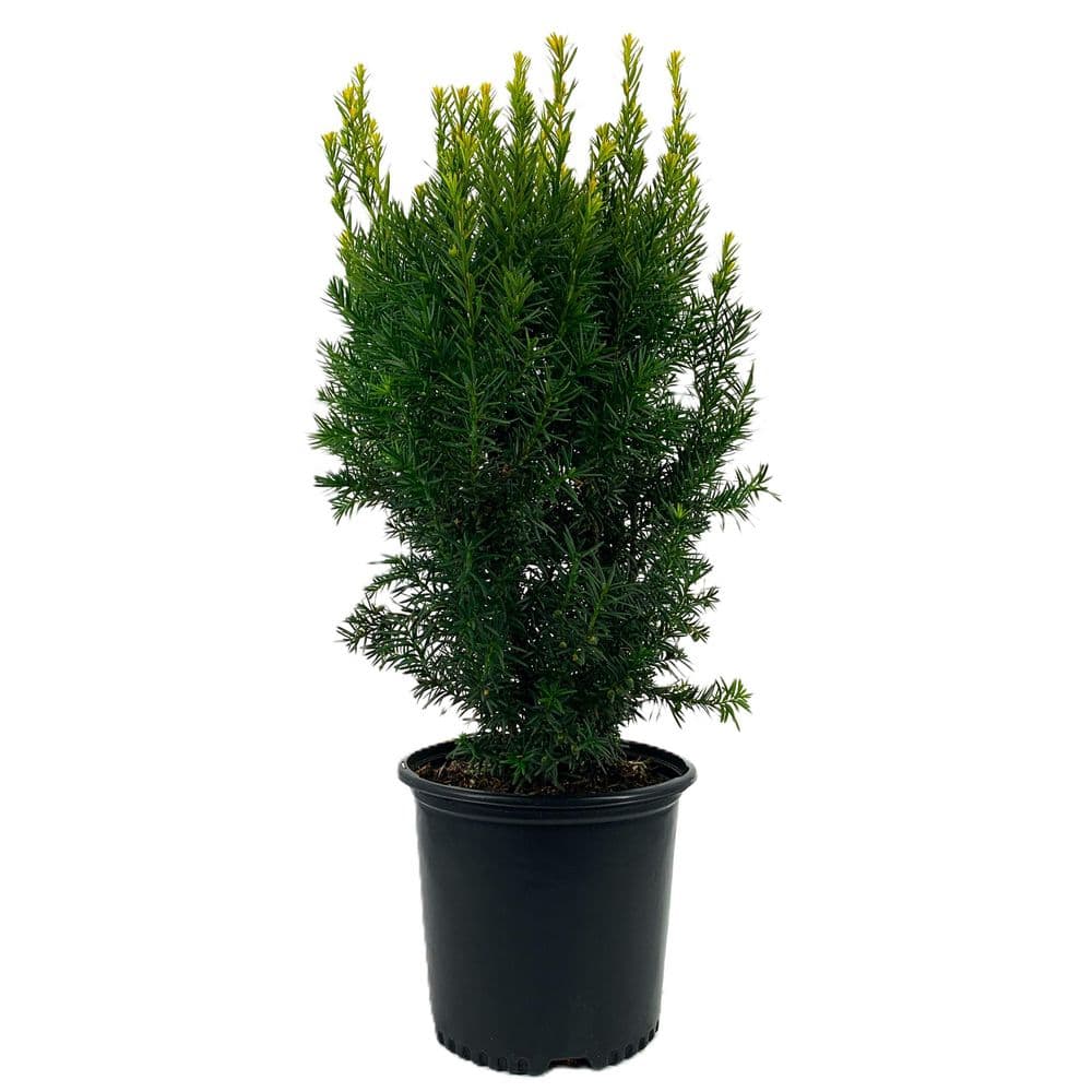 2.25 Gal. Hicks Yew Taxus x Media ‘Hicksii’ Live Evergreen Shrub (1 each) - Hercitys