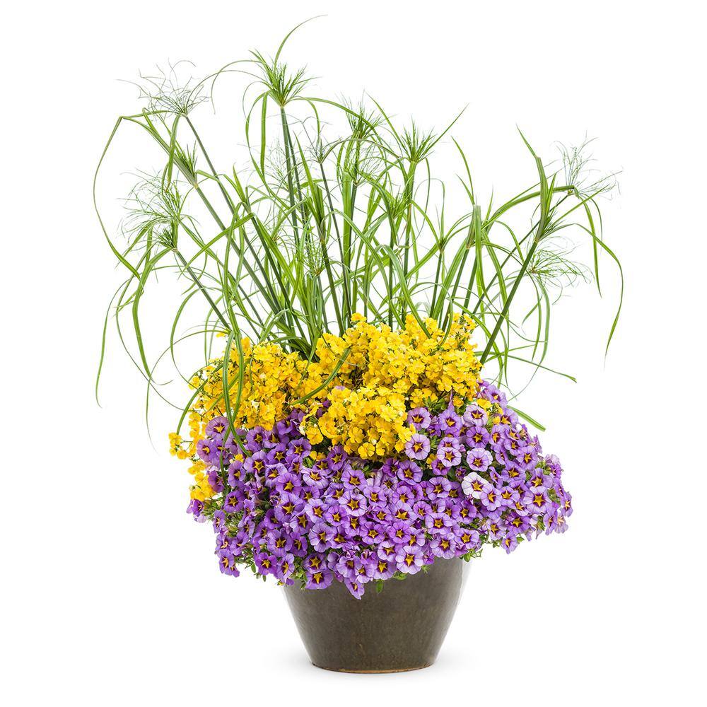 2.5 qt. Cyperus papyrus Prince Tut Perennial Plant with No Flowers-(1-Pack) - Hercitys