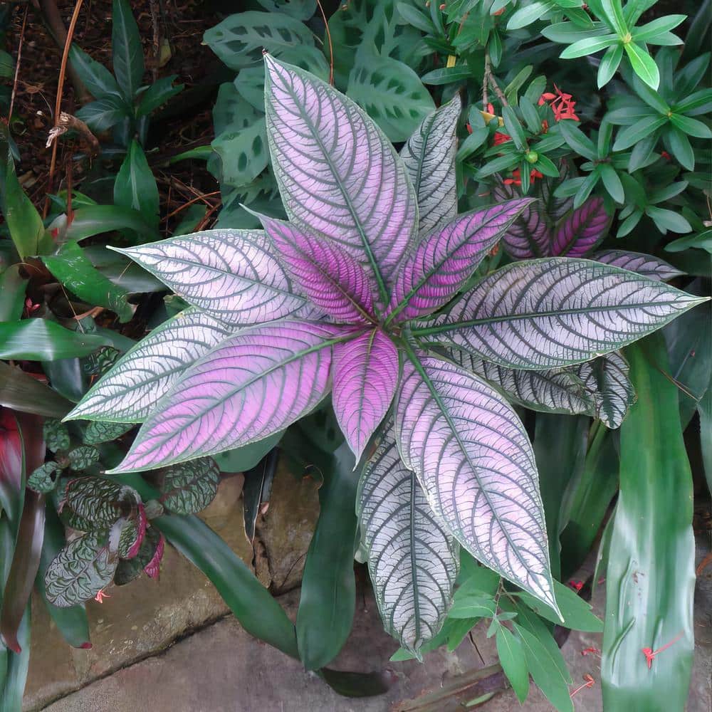 4 in. Persian Shield Purple Bloom Strobilanthes Plant (3-Piece) - Hercitys