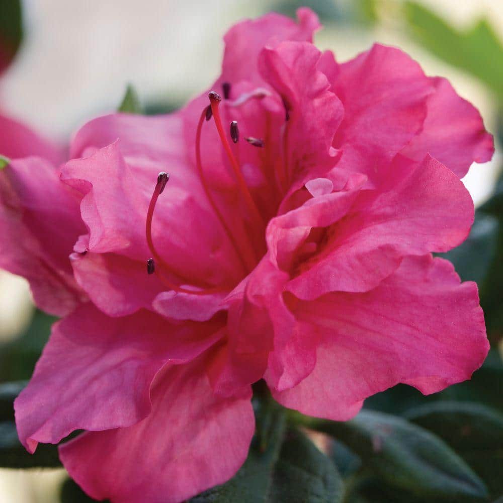 3 Gal. Autumn Rouge Shrub with Ruffled Bright Pink Reblooming Flowers - Hercitys