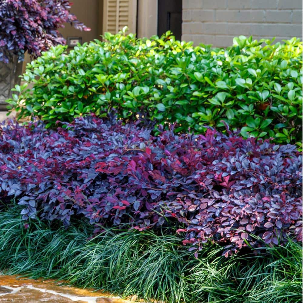 2 Gal. Purple Daydream Dwarf Loropetalum, Evergreen Shrub with Purple Foliage, Pink Ribbon Blooms - Hercitys