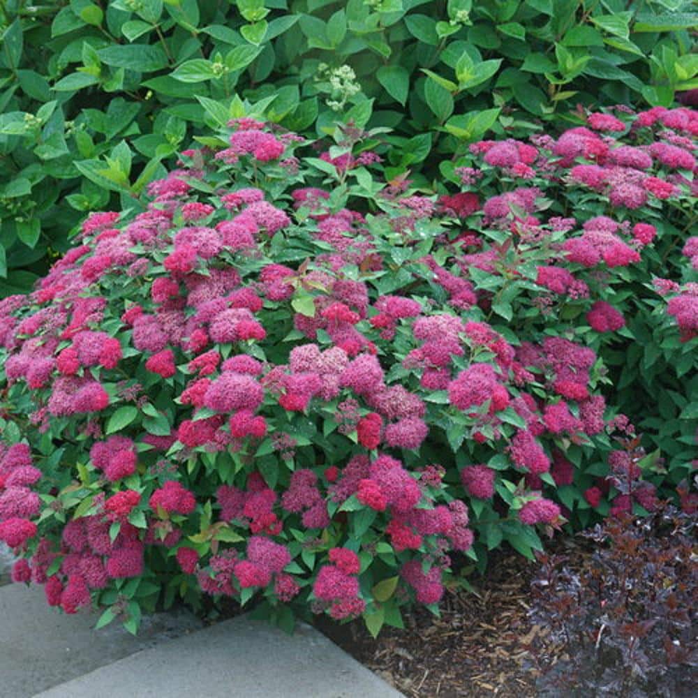 3 Gal. Double Play Doozie Spirea Flowering Live Shrub with Red Flowers - Hercitys