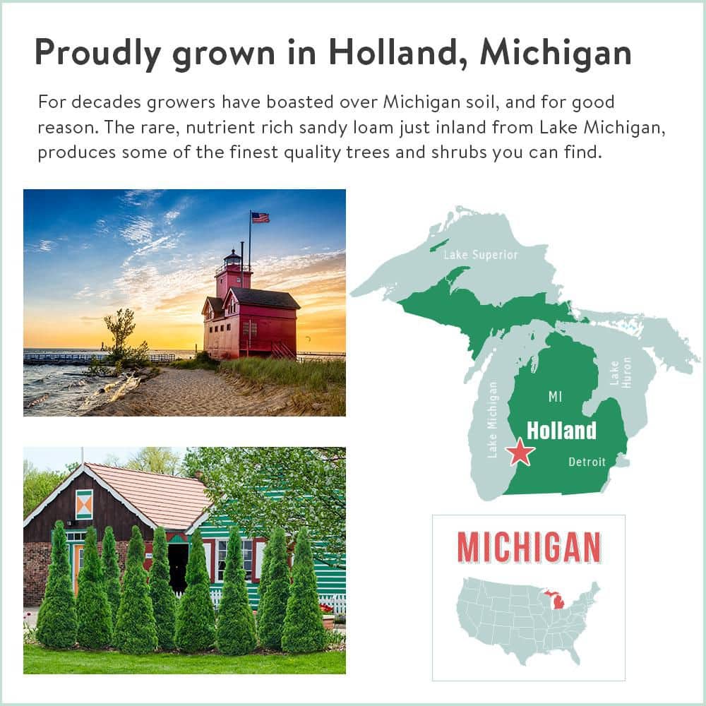 3 Gal. Pot, Bird’s Nest Spruce Evergreen Shrub (1-Pack) - Hercitys