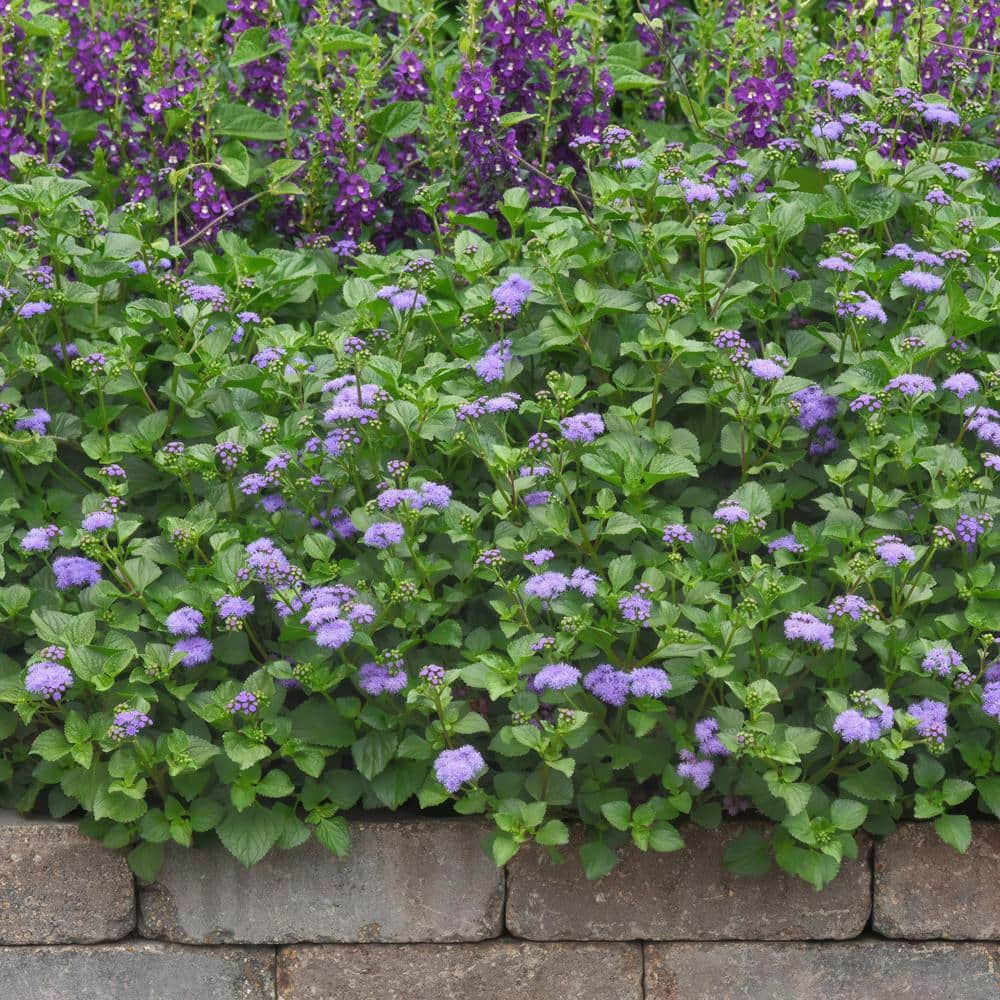 3.25 in. Ageratum Monarch Magic Floss Flower Perennial Plant with Purple Flowers (3-Pack) - Hercitys