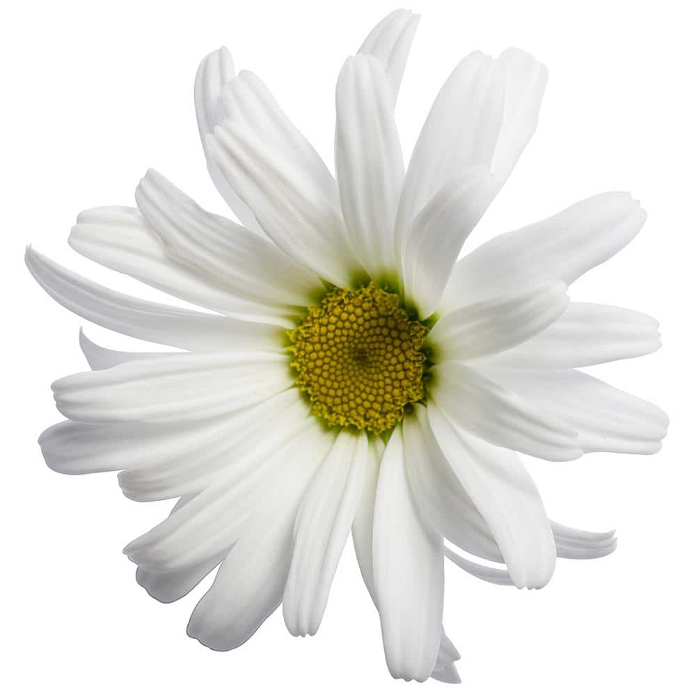 4.5 in. Qt. Amazing Daisies Daisy May Shasta Daisy (Leucanthemum) Live Plant, White Flowers - Hercitys