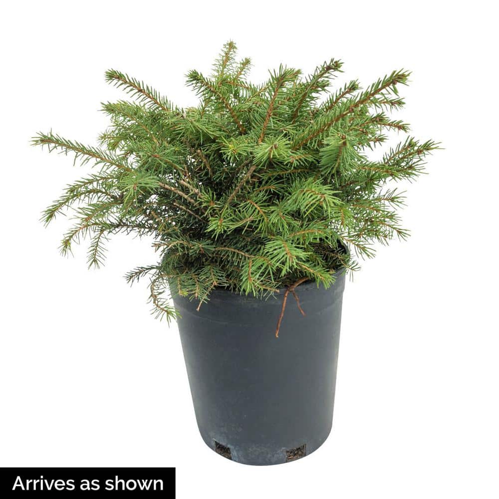 3 Gal. Pot, Bird’s Nest Spruce Evergreen Shrub (1-Pack) - Hercitys