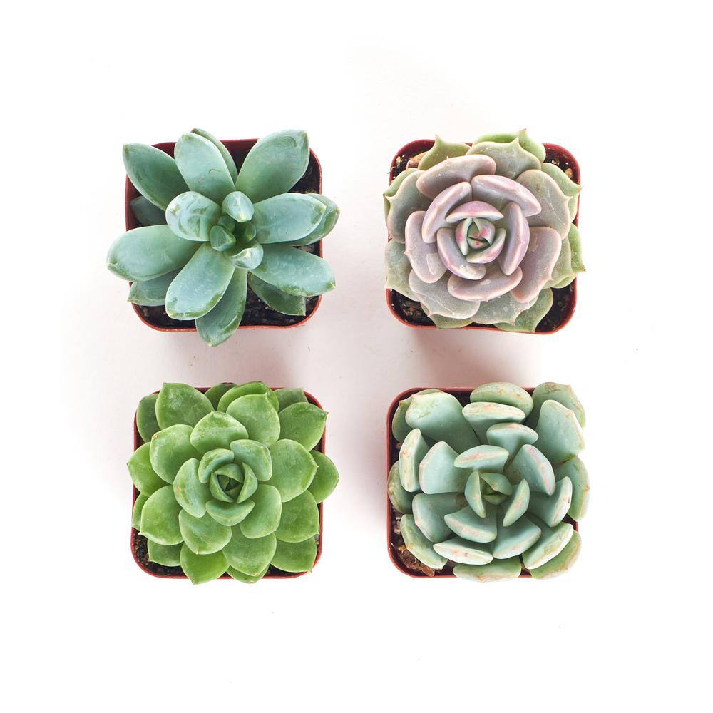 2 in. Rosette Succulent (Collection of 4) - Hercitys
