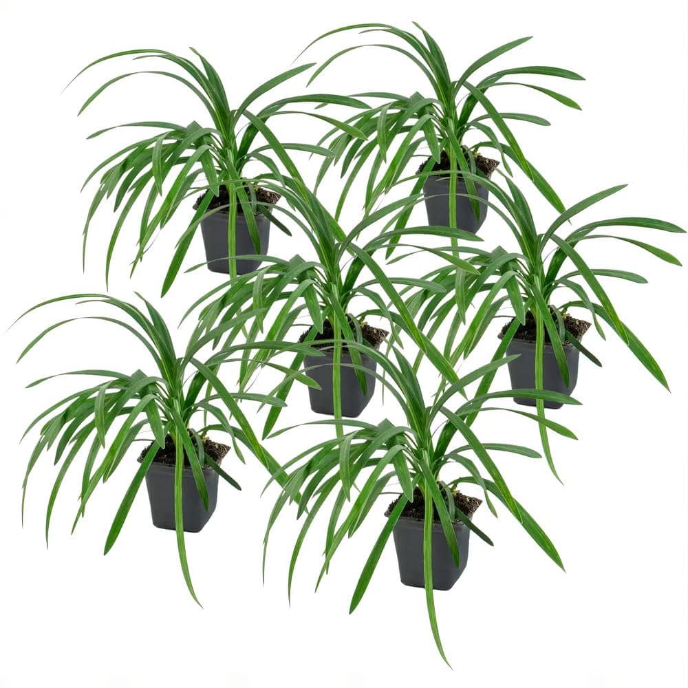 4 in. Big Blue Liriope Plant with Purple Blooms (6-Piece) - Hercitys