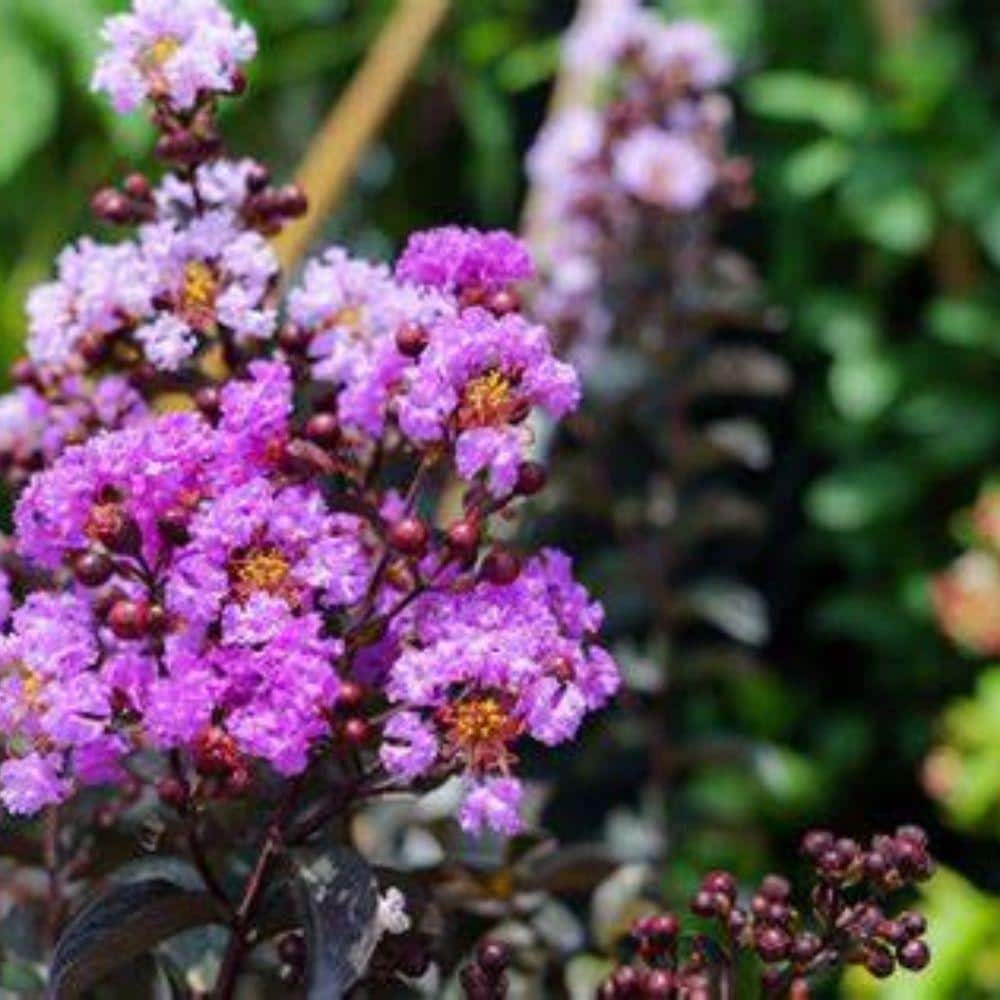 3 Gal. Thunderstruck Lavender Skies Crape Myrtle Flowering Deciduous Tree with Purple Flowers - Hercitys
