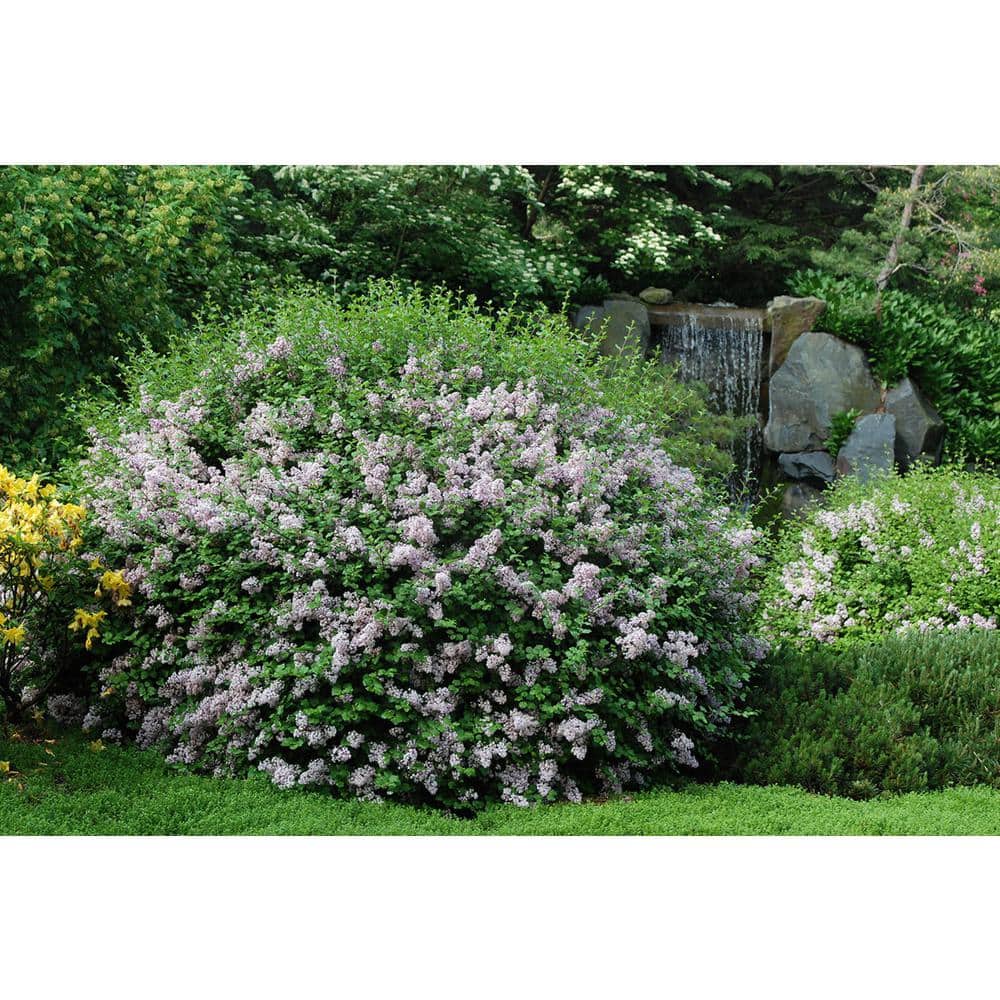 2.25 Gal. Korean Lilac Live Shrub with Fragrant Pink-Purple Flowers - Hercitys