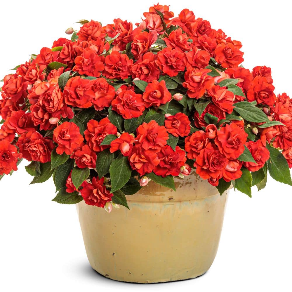 4.25 in. Eco+ Grande Rockapulco Red Double Impatiens (Walleriana) Live Annual Plant with Red Flowers 4-Pack - Hercitys
