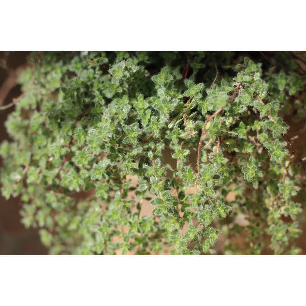 1 Gal. Wooly Thyme Creeping Thyme (Thymus Pseudolanuginos) Live Flowering Full Sun Perennial Groundcover Plant - Hercitys