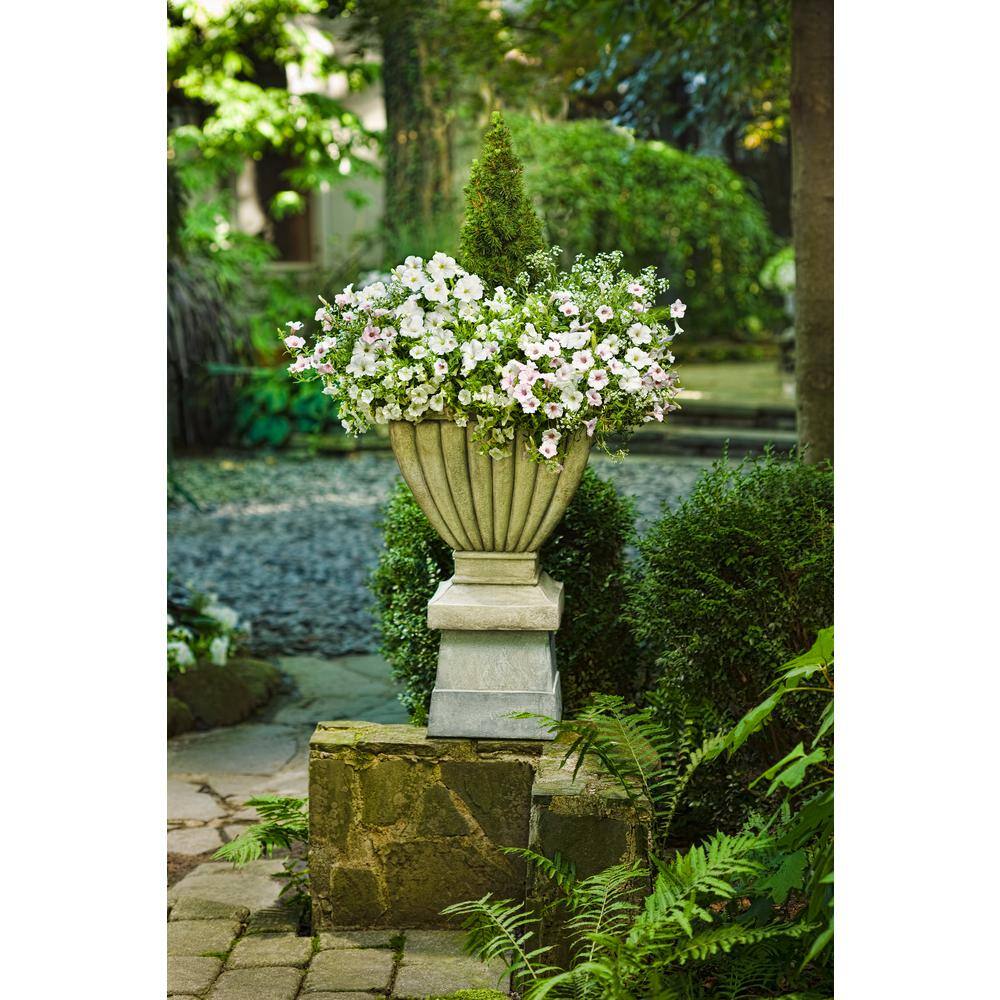 4-Pack, 4.25 in. Eco+Grande Supertunia Vista Silverberry (Petunia) Live Plant, White Flowers with Pink Veins - Hercitys