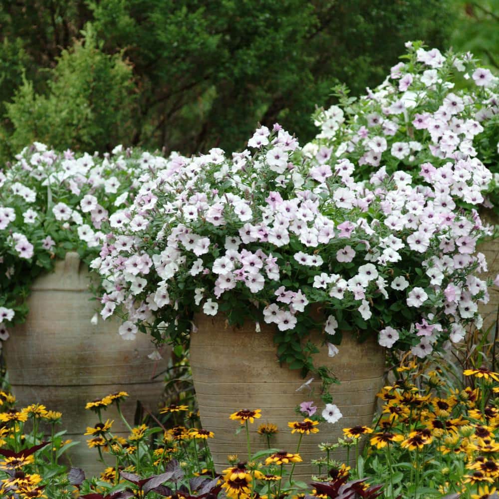 4 in. Silver Tidal Wave Petunia Annual Plant with Silver-White Flowers (3-Pack) - Hercitys