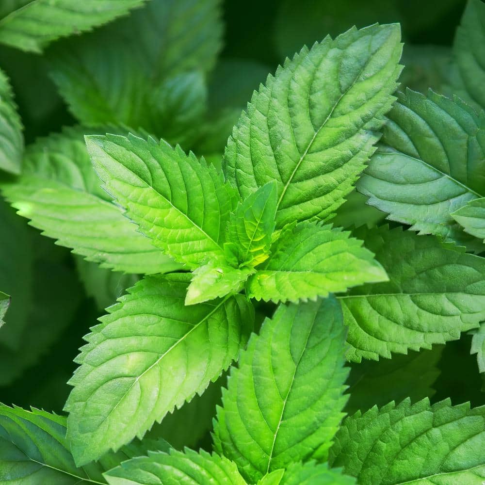 4 in. Peppermint Herb Plant (3-Piece) - Hercitys