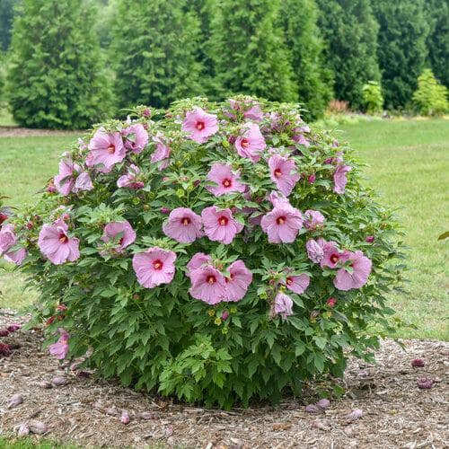 2 Gal. Summerific ‘Lilac Crush’ Rose Mallow (Hibiscus Hybrid), Live Perennial Plant, with Purple Flowers - Hercitys
