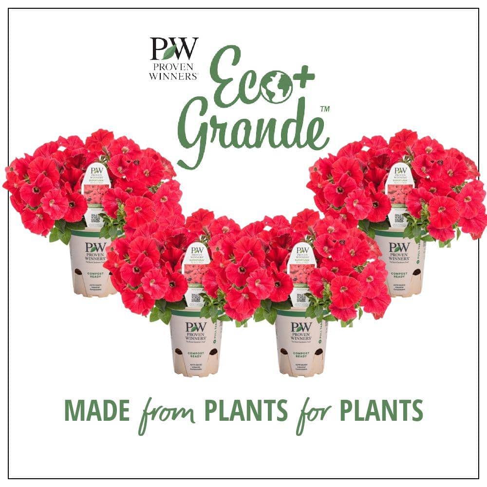 4.25 in. Eco+Grande Supertunia Really Red (Petunia) Live Plant, Red Flowers (4-Pack) - Hercitys