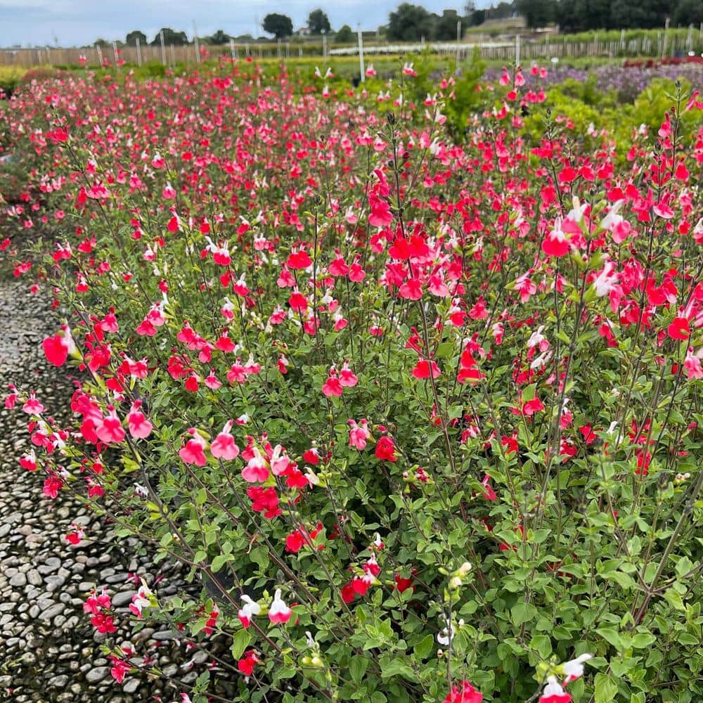 #5 Container Hot Lips Flowering Sage Shrubs (2-Pack) - Hercitys