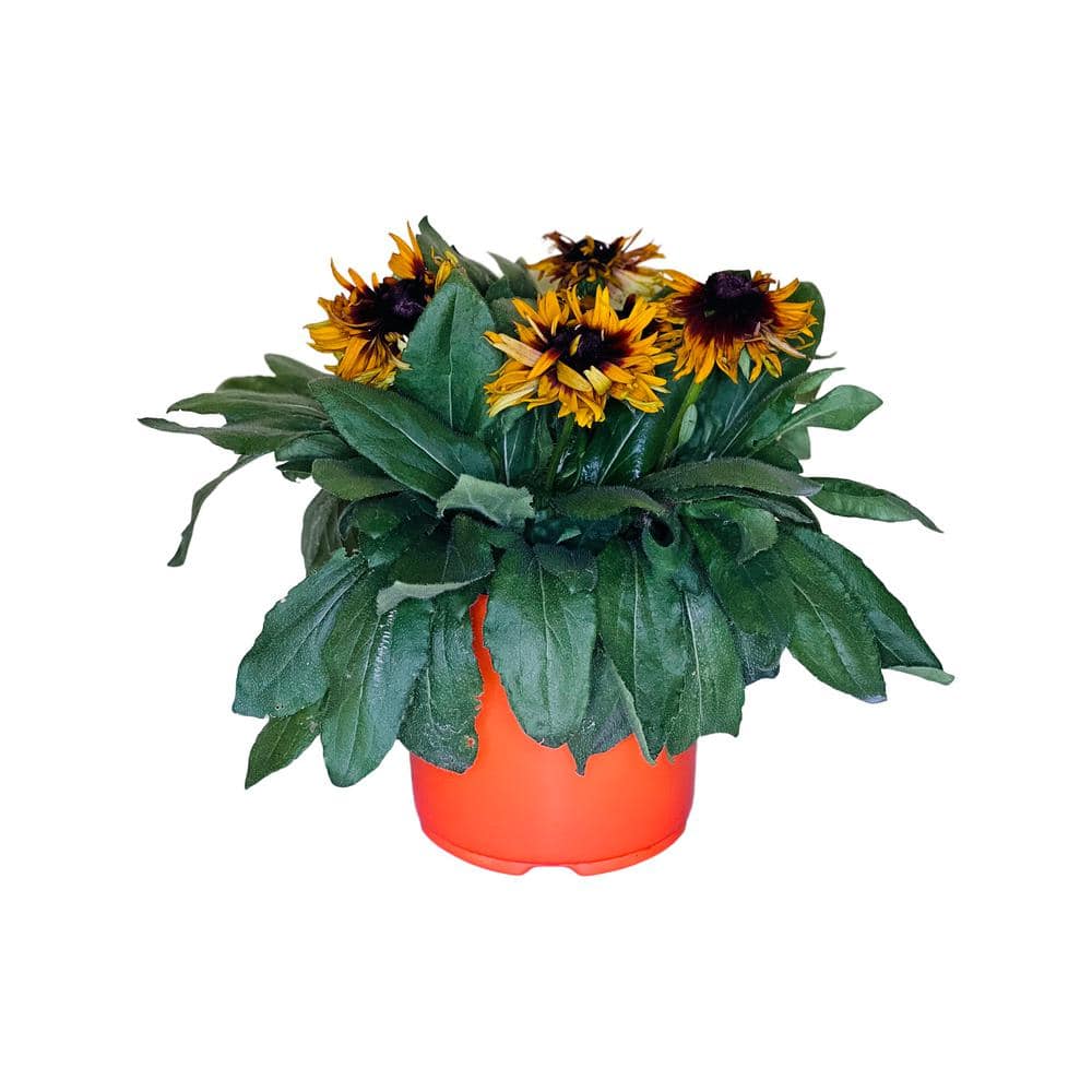 2.5 qt. Rudbeckia Plant Yellow in Grower’s Pot (2-Packs) - Hercitys