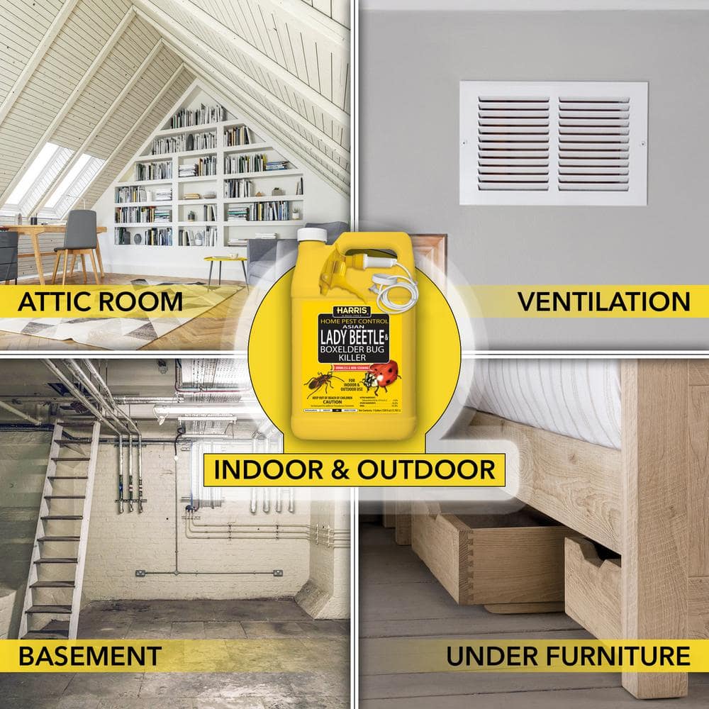 1 Gal. Asian Lady Beetle and Box Elder Bug Killer (3-Pack) - Hercitys