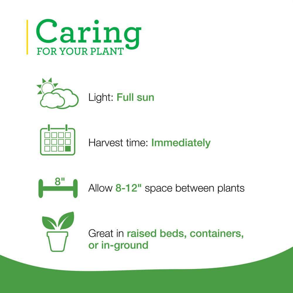 19 oz. Onion Chives Herb Plant (2-Pack) - Hercitys