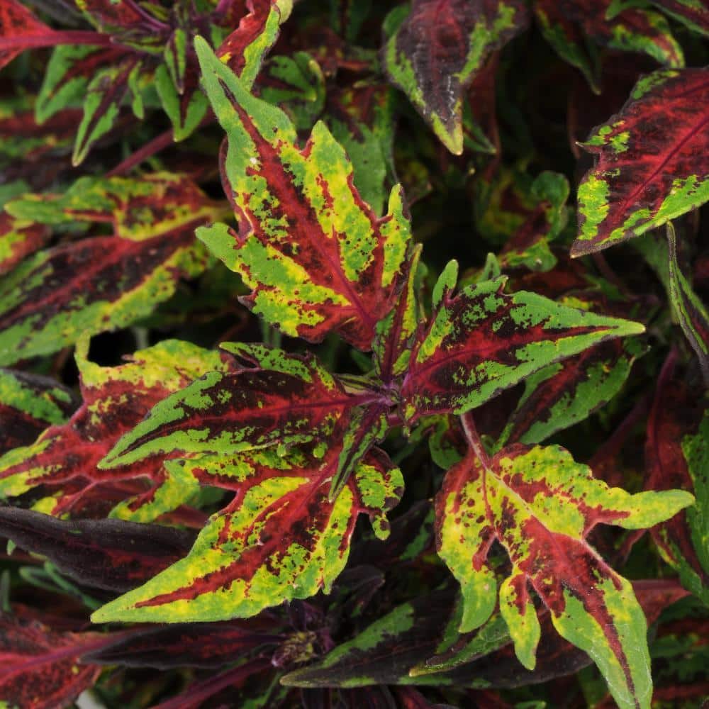 2.5 in. Coleus Flame Thrower Chili Pepper Annual Plant (3-Pack) - Hercitys
