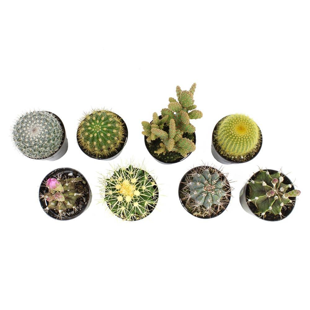 2.5 in. Cactus Collection Plant (8-Pack) - Hercitys