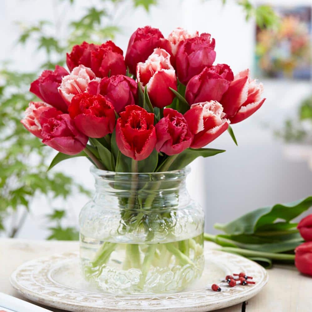 12/+ cm, Candy Cane Mix Triumph Tulip Flower Bulbs (Bag of 25) - Hercitys