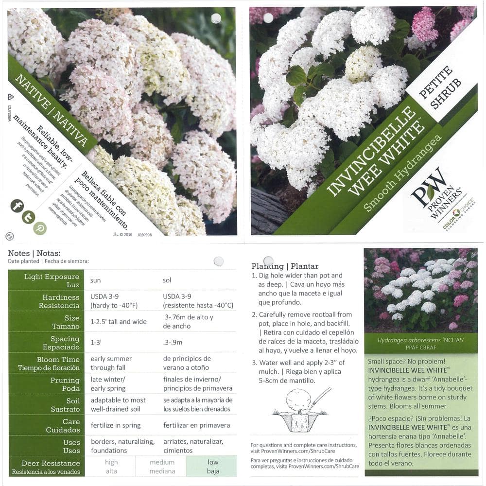 4.5 in. Qt. Invincibelle Wee White (Smooth Hydrangea) Live Shrub White Flowers - Hercitys