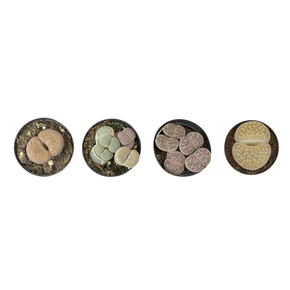 2.5 in. Lithops Plant Collection (4-Pack) - Hercitys