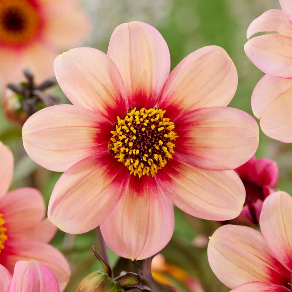 #1, HS Kiss Single Dahlia Flower Bulbs Bare Roots (Bag of 4) - Hercitys