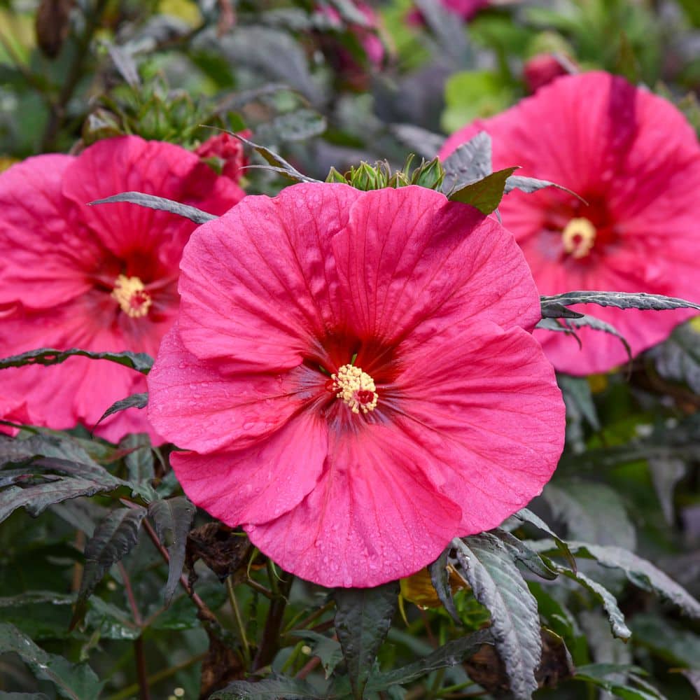 2 Gal. Summerific Evening Rose Rose Mallow (Hibiscus Hybrid) Live Perennial Plant with Pink Flowers - Hercitys