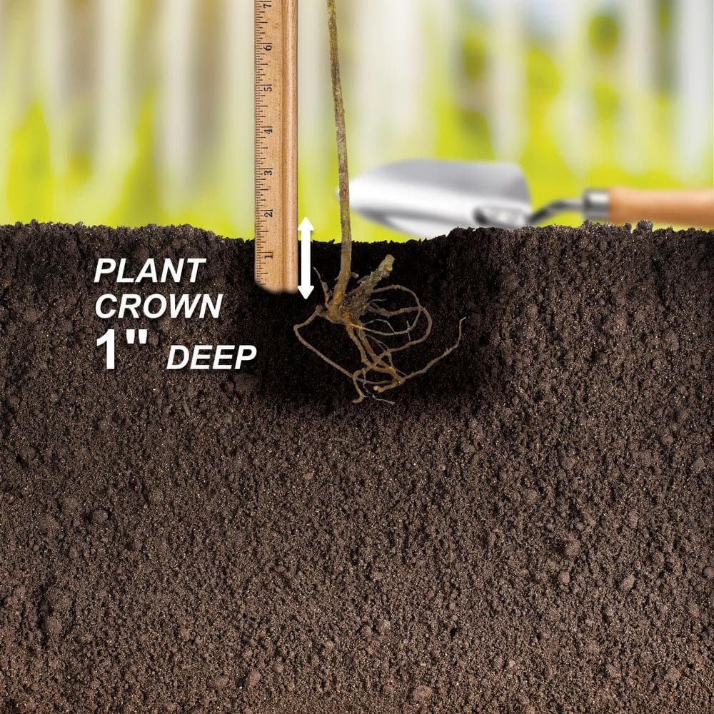 1-Year, Himrod Seedless Grape Bare Root, Non-GMO (Bag of 1) - Hercitys