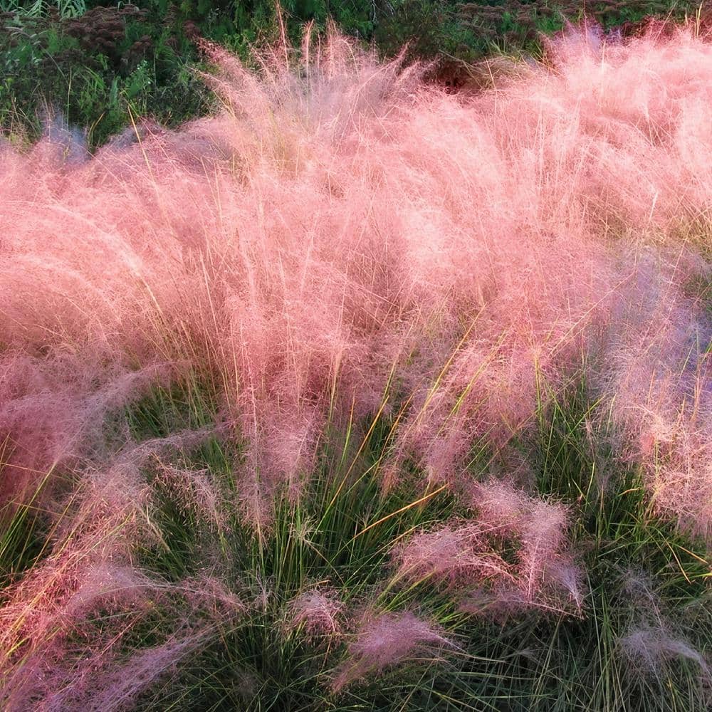 2.5 Qt. Pink Muhly Grass with Pink Bloms - Hercitys