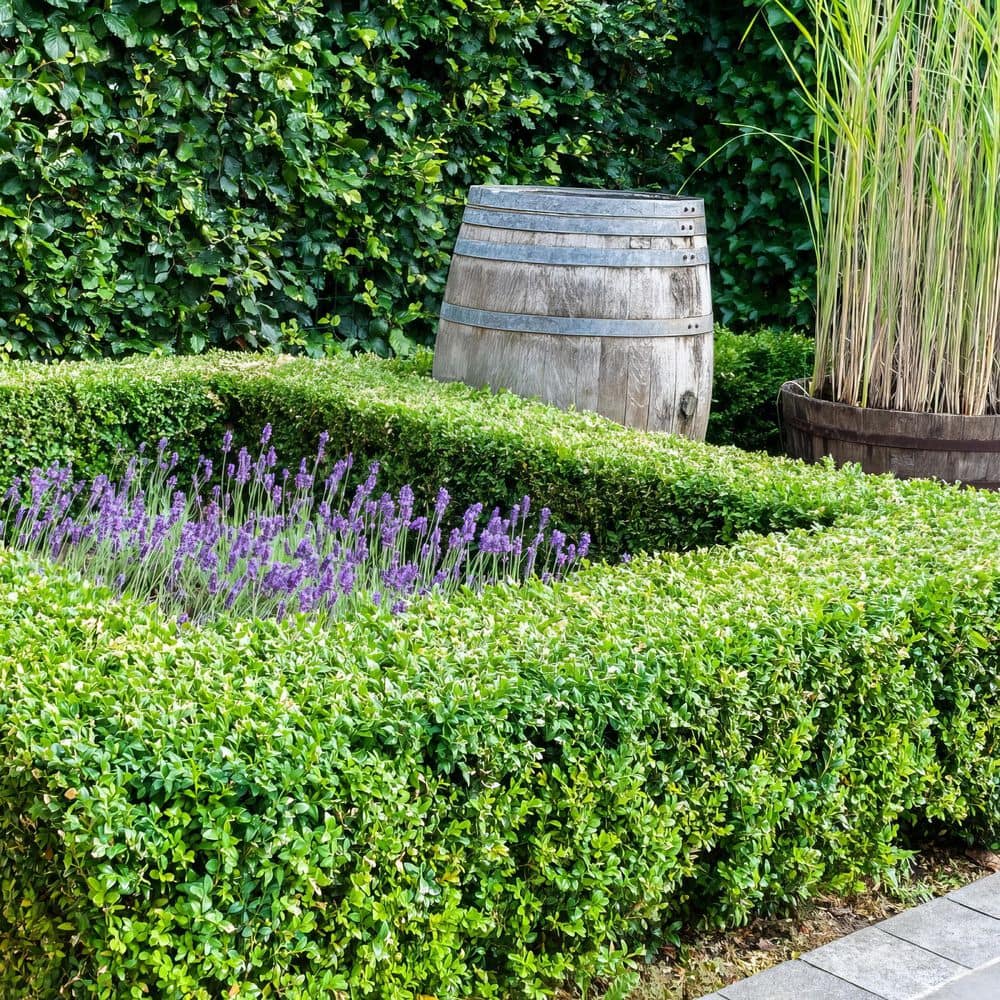 1 gal. Boxwood Wintergreen Shrub - Hercitys