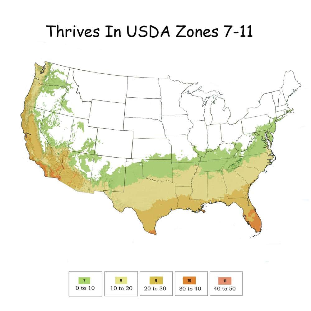 2.25 Gal. Ligustrum Recurvifolium Privet Shrub - Hercitys