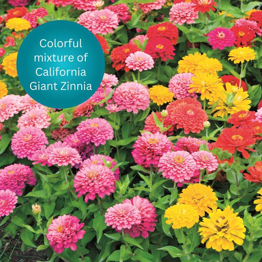 2 lbs. Zinnia All-In-One Wild Flower Mix with Seed, Plant Food and Soil Conditioners - Hercitys