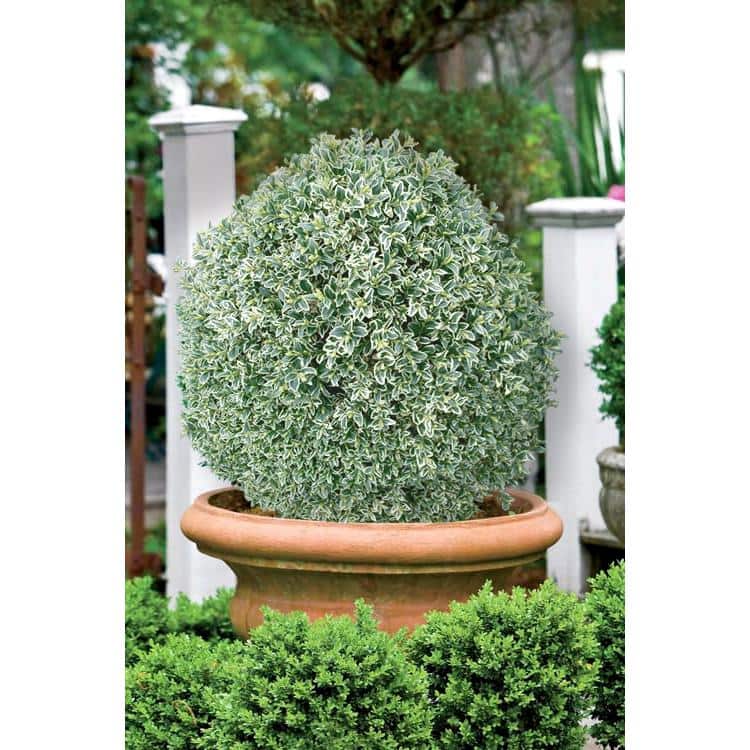 1 Gal. Variegated Boxwood Shrub with Vivid Green and White Trimmed Foliage (2-Pack) - Hercitys