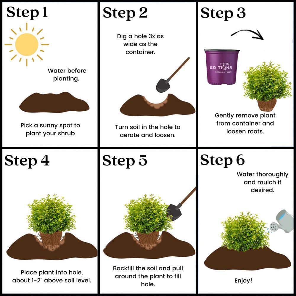 2 Gal. Lucky Devil Ninebark Shrub with Bright Yellow Foliage - Hercitys