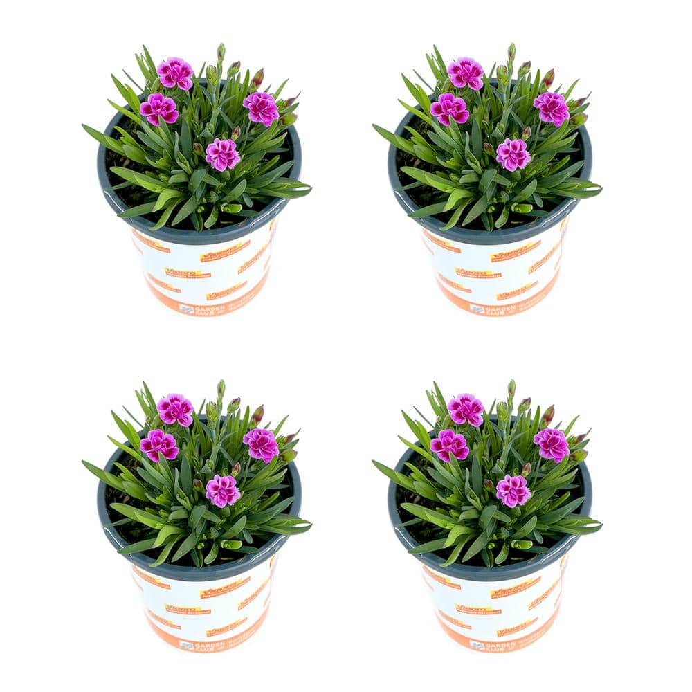 1 Qt. Dianthus Pink Kisses Carnation Perennial Plant (4-Pack) - Hercitys