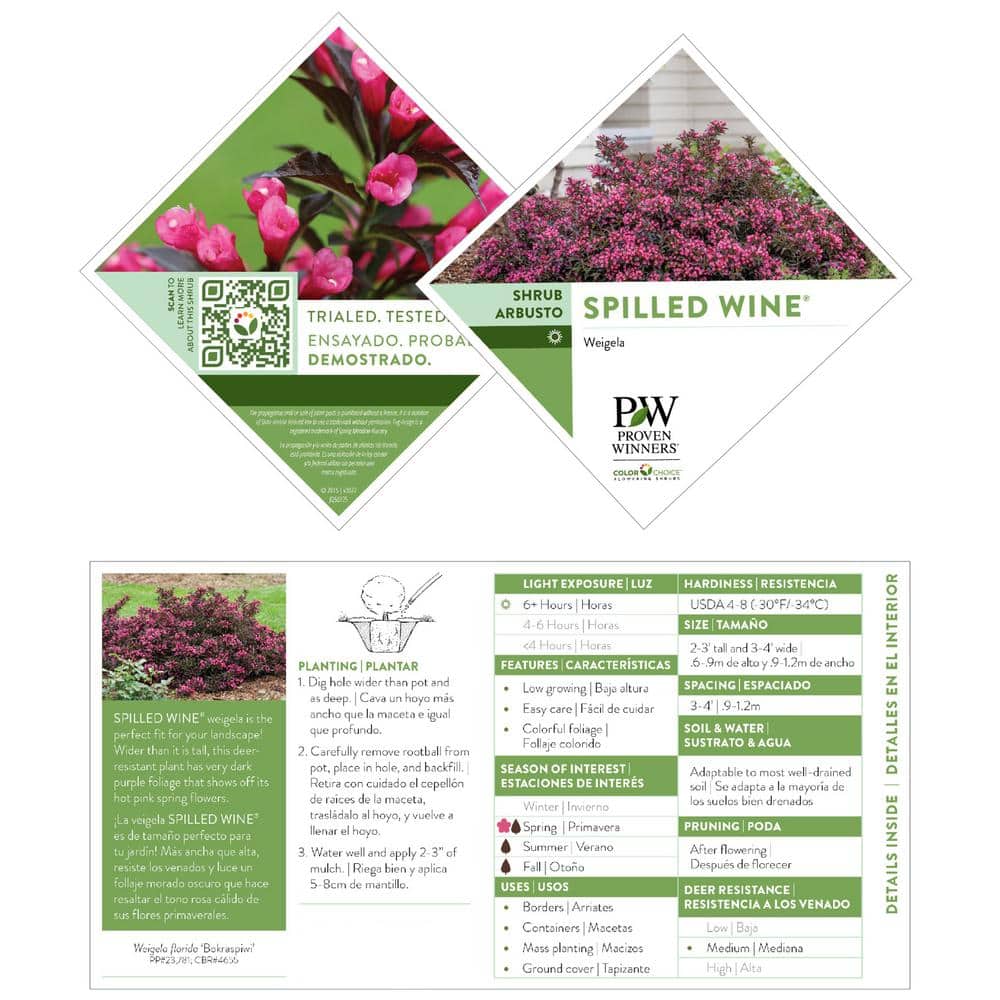 2 Gal. Spilled Wine Weigela Shrub with Bright Pink Flowers and Deep Purple Foliage - Hercitys