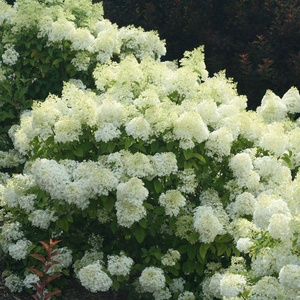 2 Gal. Bobo Hydrangea Shrub with White Flowers - Hercitys
